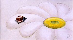 Cocci'Marguerite