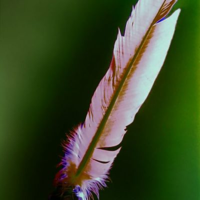 _MG_3769 WS